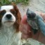 Bandit and the baby turtle