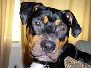 Thor