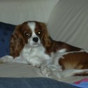 Davinia as the only dog in the house
