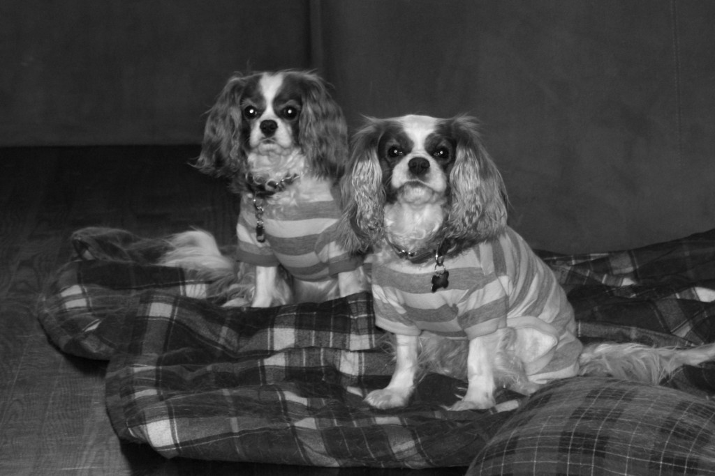 2 Cavalier King Charles Spaniels