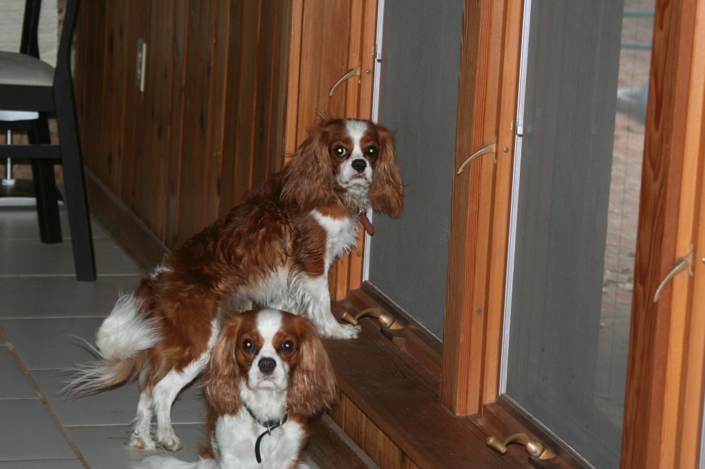 Cavalier King Charles Spaniels