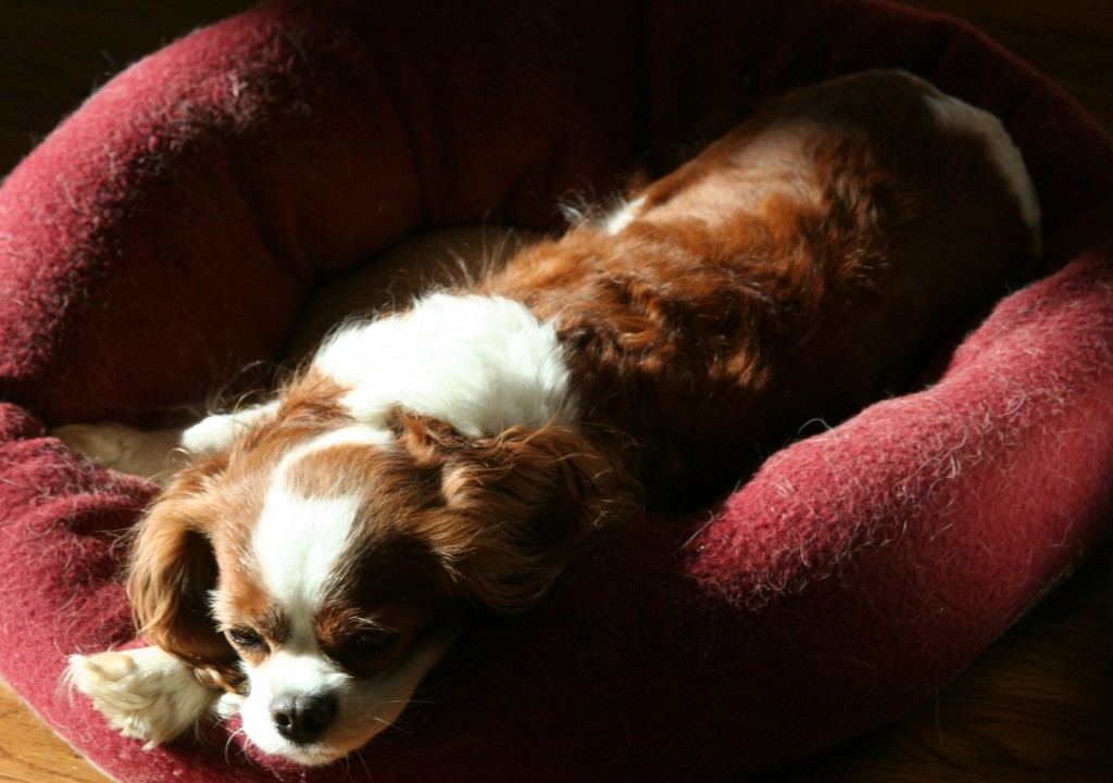 Cavalier King Charles Spaniel