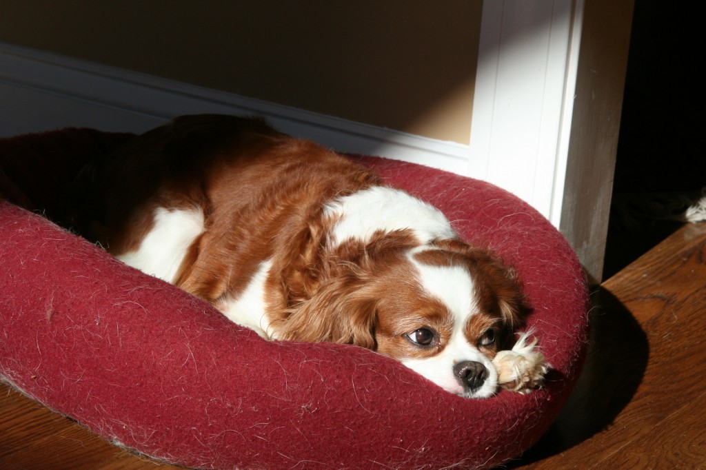 Cavalier King Charles Spaniel