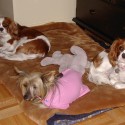 Cavalier King Charles Spaniels and a Chinese Crested