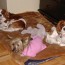 Cavalier King Charles Spaniels and a Chinese Crested