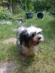 Sir Ben Sir Ben the Rescue Shi Tzu