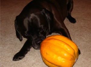 Dog playing with squash
