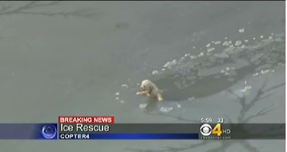 Dog Rescued from Icy Water Dog Rescued from Icy Water