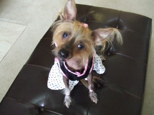 Chinese Crested Dora