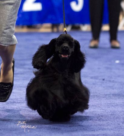 GCH CH Brookwood Diamond In The Ruff