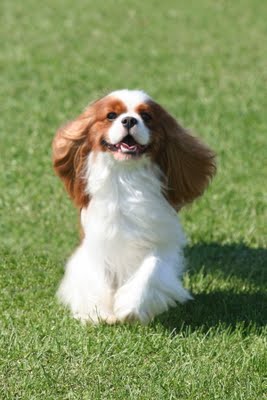 GCH CH Full Of Malarkey Miles Of Aisles GCH CH Full Of Malarkey Miles Of Aisles