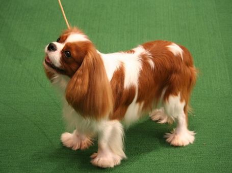 GCH CH Kavalor Fenway Park GCH CH Kavalor Fenway Park