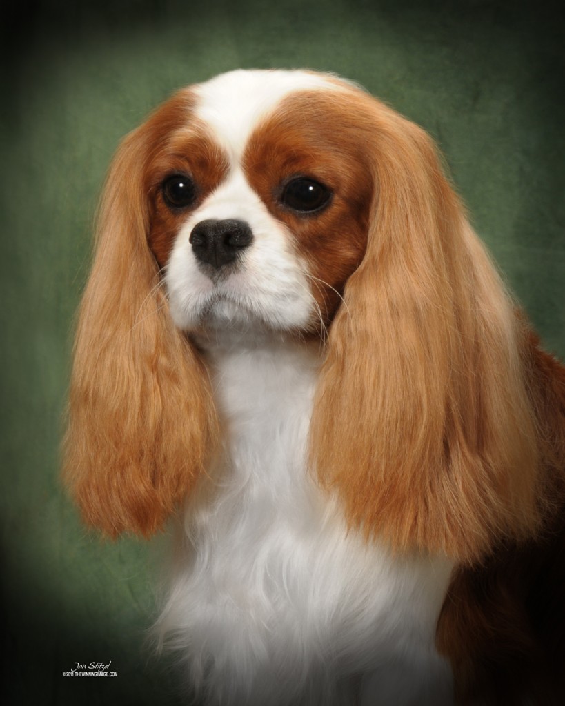 GCH CH Sheeba Mark Twain GCH CH Sheeba Mark Twain