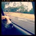 Dog Looking Out the Window