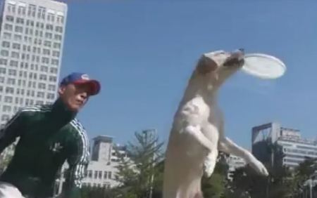Martial Dog Sports