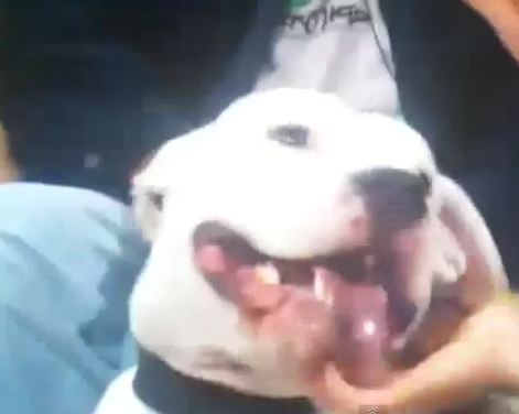 Max the Dogo Argentino