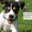 Pedigree Every Dog Dog Show
