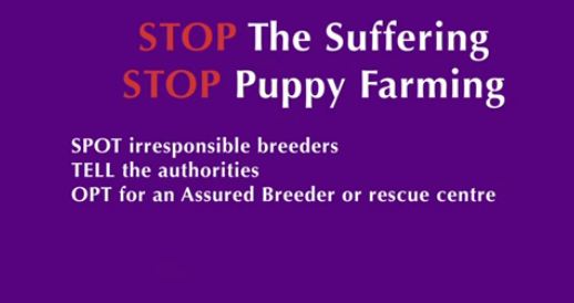 Puppy Farming