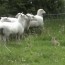 Rabbit Herding Sheep