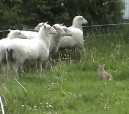 Rabbit Herding Sheep