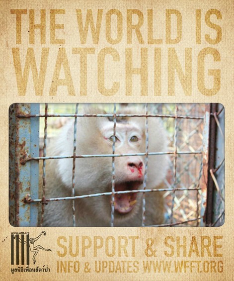 WildLife Friends Foundation Thailand Help Wildlife Friends Foundation Thailand