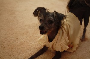 Chinese Crested Zuzu Chinese Crested Zuzu