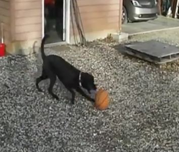 basketball dog