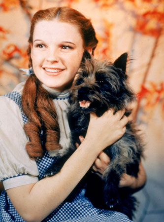 Toto the Cairn Terrier with Dorothy