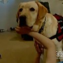 Autistic Service Dog