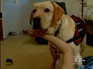 Autistic Service Dog Autistic Service Dog