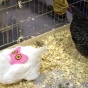 Global Pet Expo Caters to all Pets