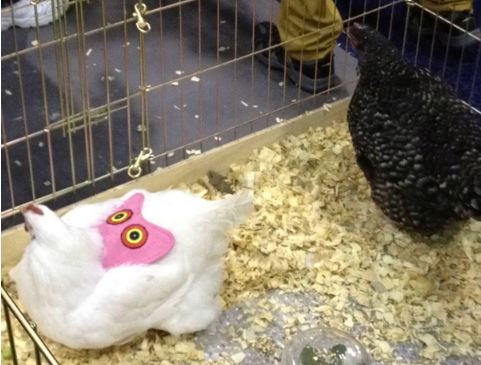 Global Pet Expo Caters to all Pets Global Pet Expo Caters to all Pets