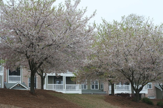 Flowering Trees