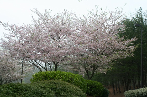 Flowering Trees