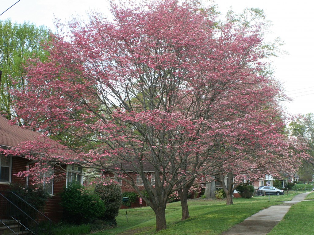 Flowering Trees