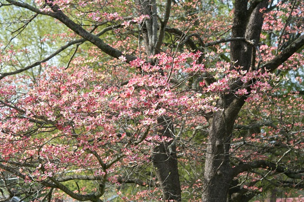 Blossoms