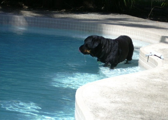 dog cooling off in the pool dog cooling off in the pool