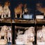 puppy mill
