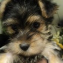 puppy mill puppy