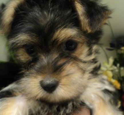 puppy mill puppy puppy mill puppy