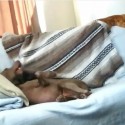 sleepy dog steals blanket from cat