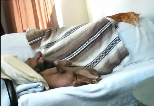 sleepy dog steals blanket from cat sleepy dog steals blanket from cat