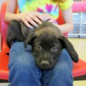 Atlanta Humane Society