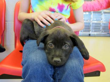Atlanta Humane Society
