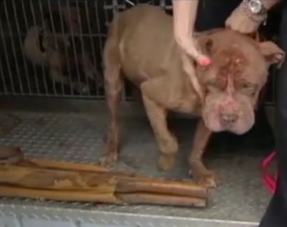 Dog fighting ring Dog fighting ring