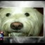 Dog not walked