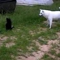 Dog playing with Skunk