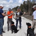 Dogs detect pythons in the Everglades