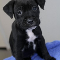 Georgie the puppy found in the rubbish bin