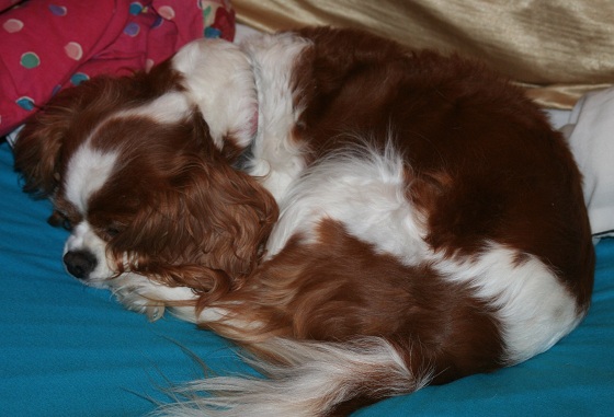 Davinia keeping the bed warm